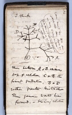 У Кембриджі вкрали рукописи Дарвіна - пропажу виявили, через 20 років 