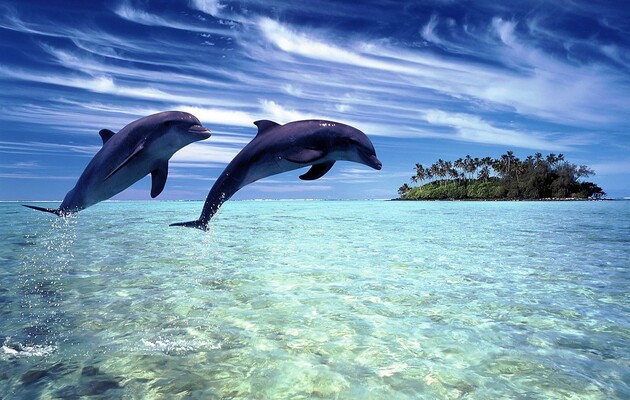 Ученые заметили у дельфинов способность контролировать сердцебиение