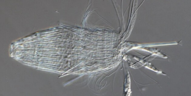 До сих пор было известно лишь о 40 видах таких беспозвоночных