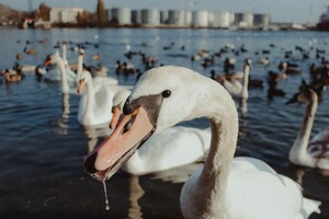 Лебедь-шипун снова гостит в Черноморске