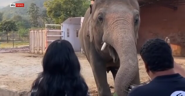 «Самый одинокий слон в мире» отправился в новый дом