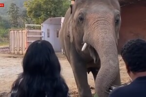 «Самый одинокий слон в мире» отправился в новый дом