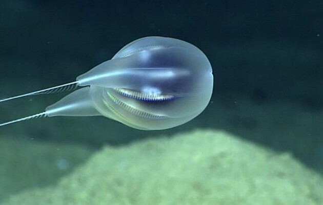 Ученые подтвердили существование нового вида глубоководных существ