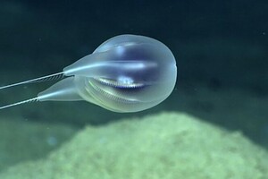 Ученые подтвердили существование нового вида глубоководных существ