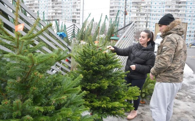 Новогодние елки уже готовят к продаже: названы средние цены в городах Украины