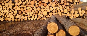 Еврокомиссия ожидает до конца года снятия запрета на экспорт леса-кругляка