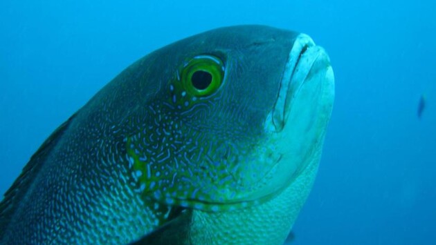 Вік риби оцінюється в 81 рік