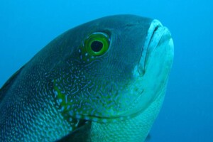 Ученые нашли у побережья Австралии старейшую рифовую рыбу