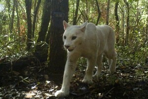 В Бразилии впервые заметили белую пуму в дикой природе