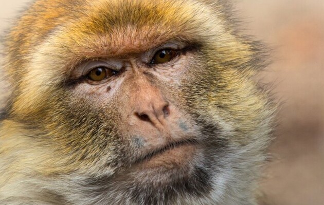 Импланты в мозг позволили обезьянам «видеть» без глаз