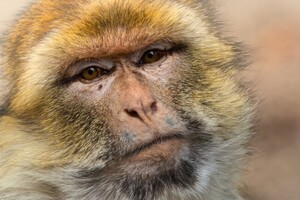 Импланты в мозг позволили обезьянам «видеть» без глаз