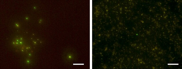 Ученые нашли бактерии на глубине 1200 ниже морского дна
