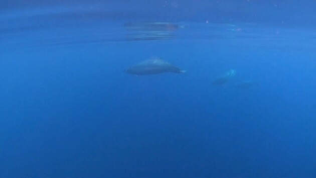 Когда новый вид получит соответствующий статус, пока неизвестно