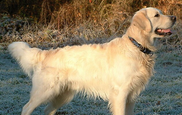 Собаки можуть визначити коронавірус зі 100% точністю