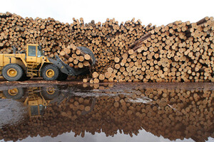 Україна виграла спір з ЄС щодо експорту лісу-кругляку 