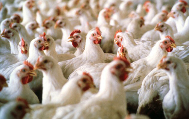 В Японии из-за вспышки птичьего гриппа уничтожают тысячи кур