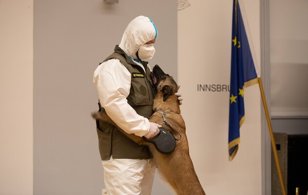 В Австрії навчили службову собаку виявляти коронавірусну інфекцію 