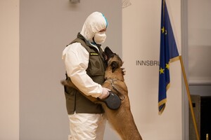 В Австрії навчили службову собаку виявляти коронавірусну інфекцію 