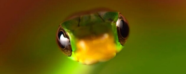 Вченим вдалося знайти 20 раніше невідомих видів тварин і рослин