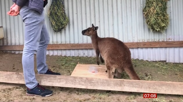 Кенгуру просять людей про допомогу