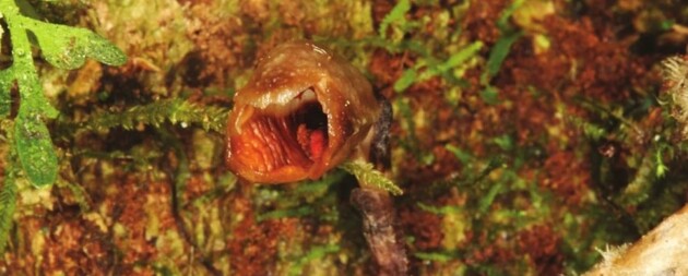 Довжина квітки становить всього 11 міліметрів