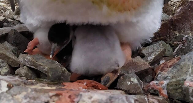 Пингвинята вылупились в День святого Николая
