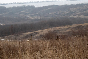Працівникам ландшафтного парку в Донецькій області вдалося сфотографувати зграю козуль