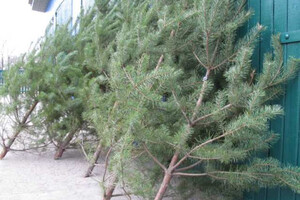 В Карпатах создали рейдовые бригады для охраны елок от незаконной вырубки