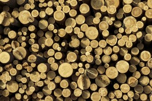 На незаконный оборот древесины в Украине приходится 30% от законного