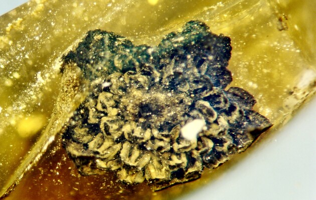 Цветок из янтаря указал ученым на возможное время распада Гондваны
