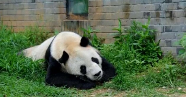 У Китаї померла найстаріша панда в світі 