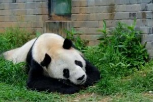 У Китаї померла найстаріша панда в світі 