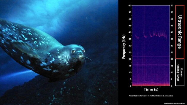 Вченим вдалося записати ультразвукові сигнали тюленів 