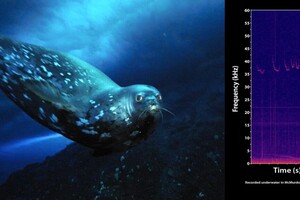 Вченим вдалося записати ультразвукові сигнали тюленів 