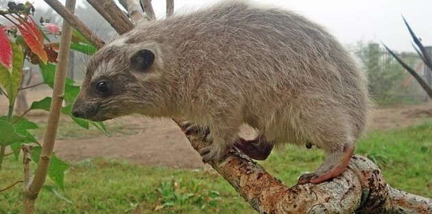 В Африці, можливо, знайдений новий вид ссавців