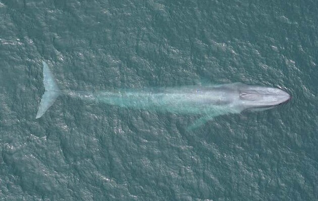 Вчені виявили нову групу синіх китів 
