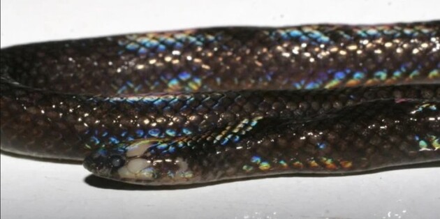 Представників нового виду знайшли в музейній колекції