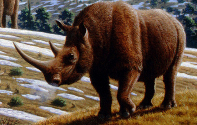 Вчені знайшли в Якутії останки унікального шерстистого носорога 