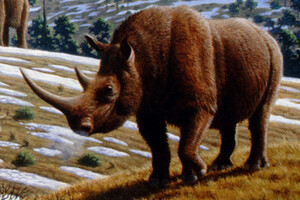 Ученые нашли в Якутии останки уникального шерстистого носорога