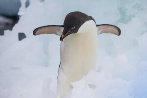 Рідкісні кадри життя пінгвінів з самого Півдня Землі 