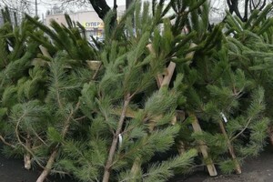 В Госэкоинспекции подсчитали убытки за незаконную продажу елок на новогодние праздники 