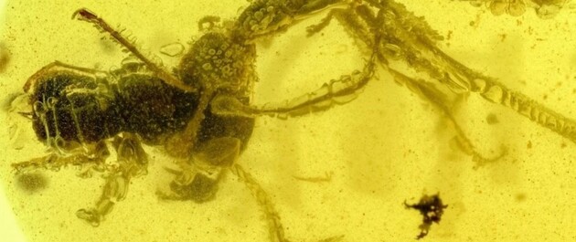 Ученые обнаружили в янтаре насекомых, застывших в битве