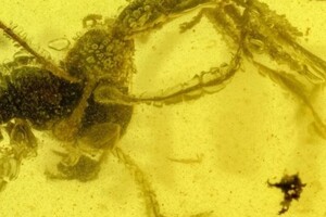 Ученые обнаружили в янтаре насекомых, застывших в битве