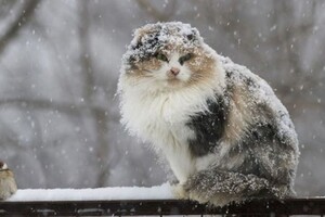 В Украину идут сильные морозы и мокрый снег: синоптик рассказала, когда ожидать пика непогоды