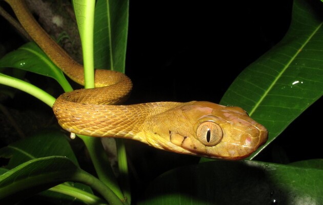 Ученые открыли новый способ передвижения змей