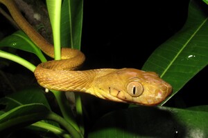 Ученые открыли новый способ передвижения змей