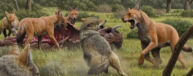 Ученые выяснили, почему вымерли ужасные волки
