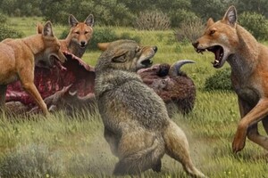 Вчені з'ясували, чому вимерли жахливі вовки 