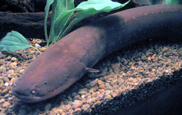 Електричні вугри координують дії під час полювання