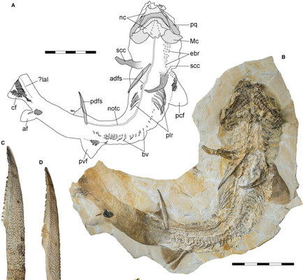 Вчені знайшли цілий скелет давньої акули